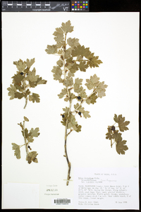 Ribes hirtellum image