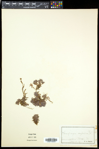 Saxifraga aizoides image