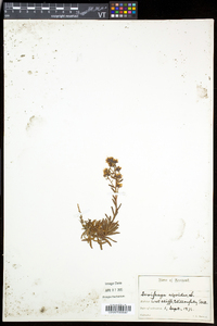 Saxifraga aizoides image