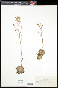 Saxifraga paniculata subsp. neogaea image