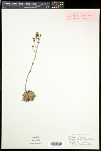 Saxifraga paniculata image