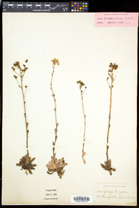 Saxifraga paniculata image