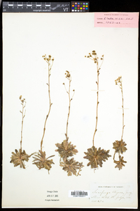 Saxifraga paniculata image