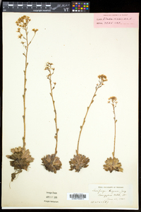 Saxifraga paniculata image