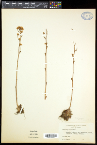 Saxifraga paniculata image