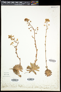 Saxifraga paniculata image