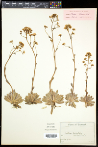 Saxifraga paniculata image