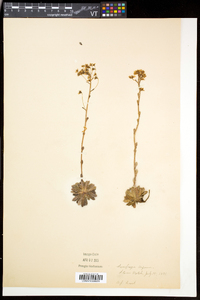 Saxifraga paniculata image