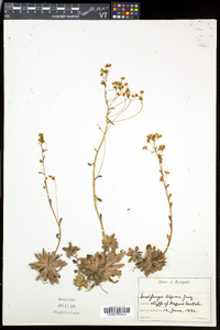 Saxifraga paniculata subsp. neogaea image