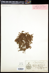 Saxifraga oppositifolia subsp. oppositifolia image