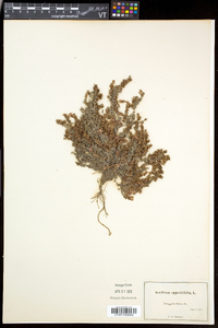 Saxifraga oppositifolia subsp. oppositifolia image