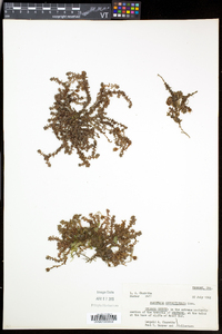 Saxifraga oppositifolia image