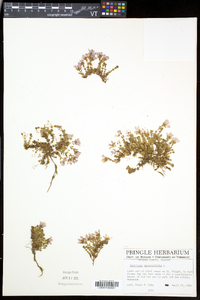 Saxifraga oppositifolia subsp. oppositifolia image