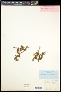 Saxifraga oppositifolia image