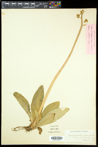 Micranthes pensylvanica image