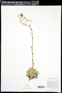 Saxifraga paniculata image