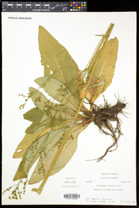 Micranthes pensylvanica image