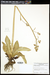 Micranthes pensylvanica image