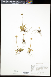 Micranthes virginiensis image