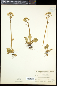 Micranthes virginiensis image