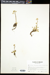 Micranthes virginiensis image