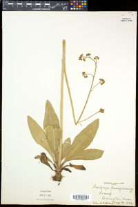 Micranthes pensylvanica image