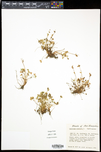 Saxifraga rivularis image