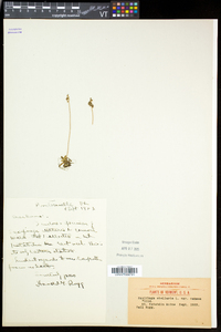Micranthes foliolosa image