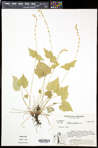 Mitella diphylla image