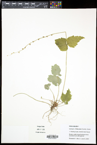 Mitella diphylla image