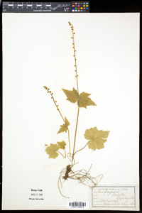 Mitella diphylla image