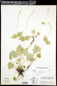 Mitella diphylla image