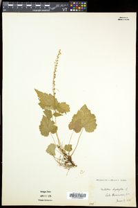 Mitella diphylla image