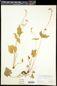 Mitella diphylla image