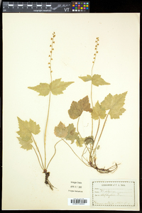 Mitella diphylla image