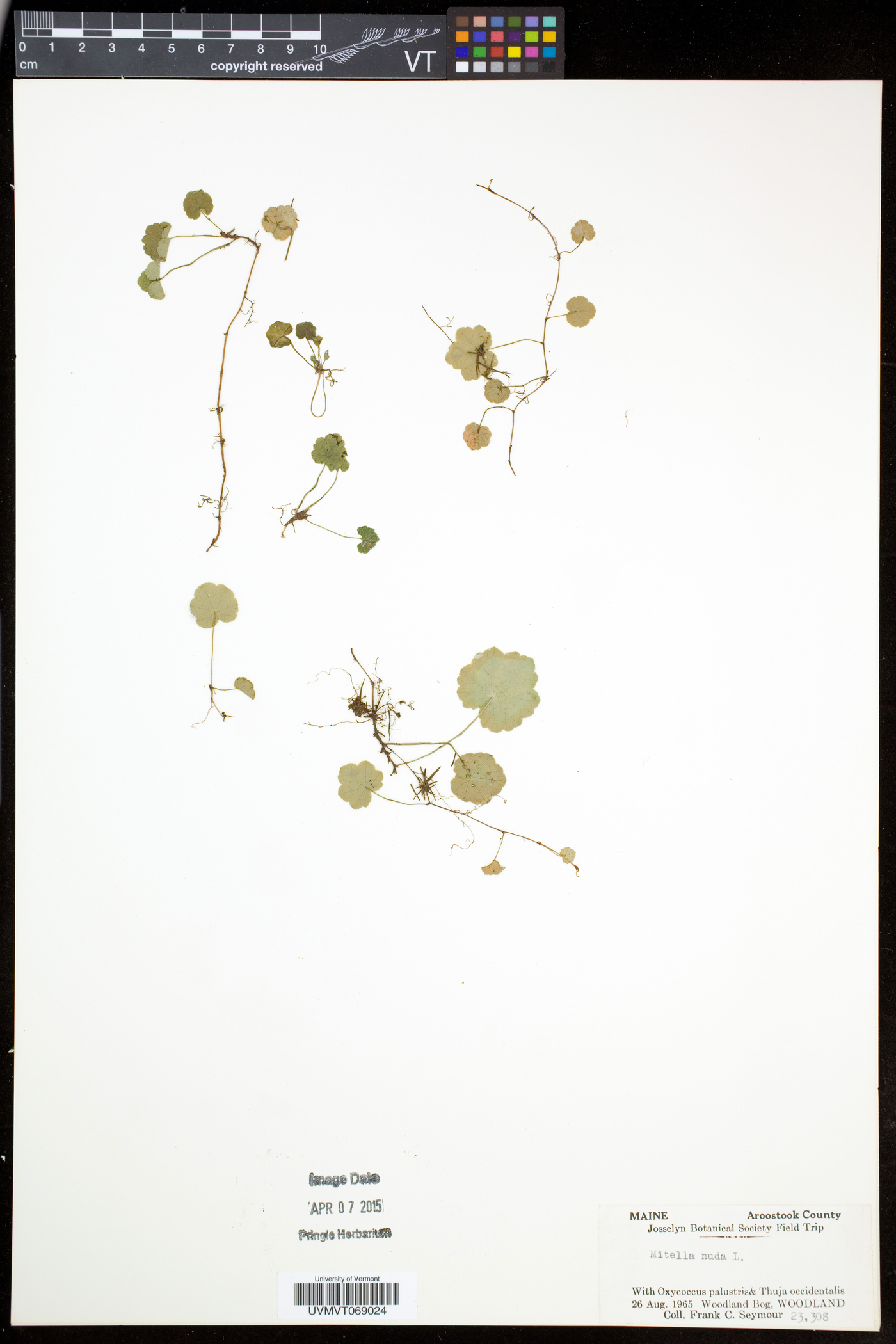 Mitella nuda image