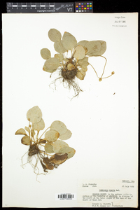 Parnassia glauca image