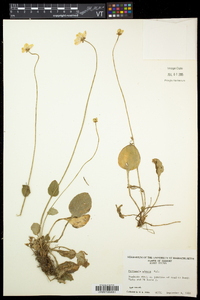 Parnassia glauca image