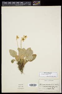 Parnassia glauca image