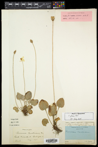 Parnassia glauca image