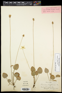 Parnassia glauca image