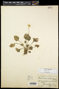 Parnassia glauca image