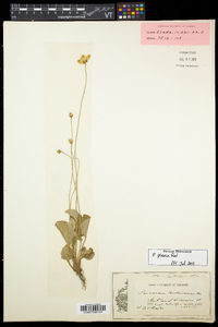 Parnassia glauca image