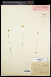 Parnassia glauca image