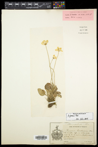 Parnassia glauca image