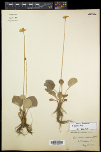 Parnassia glauca image