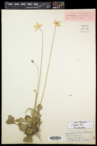 Parnassia glauca image