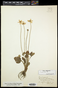 Parnassia glauca image