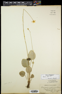 Parnassia glauca image