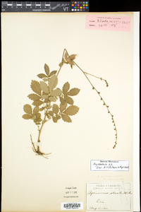 Agrimonia pubescens image